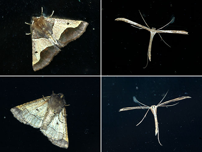 ニトベエダシャク