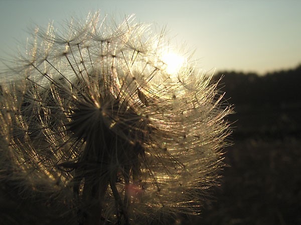 タンポポの綿毛