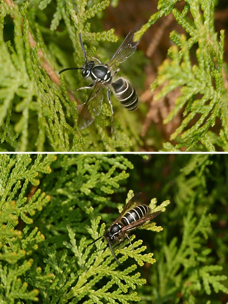 クロスズメバチ　センジュに集まる新女王とオス
