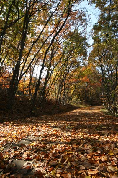 道に積もった落ち葉