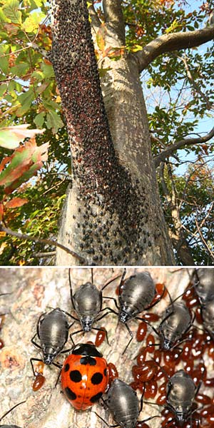 クリオオアブラムシの集団