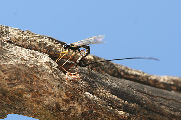 ヒメバチの一種