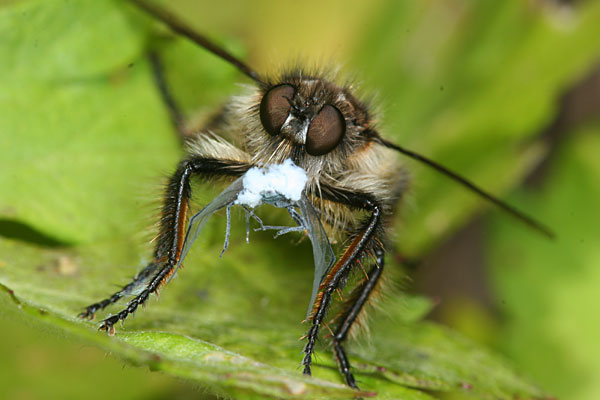 ムシヒキアブの一種