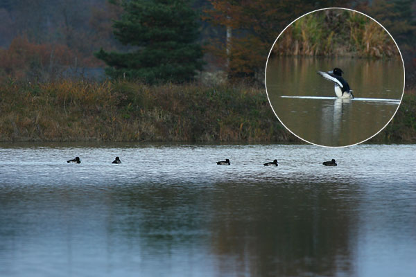 キンクロハジロ