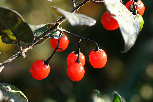 ヒヨドリジョウゴ