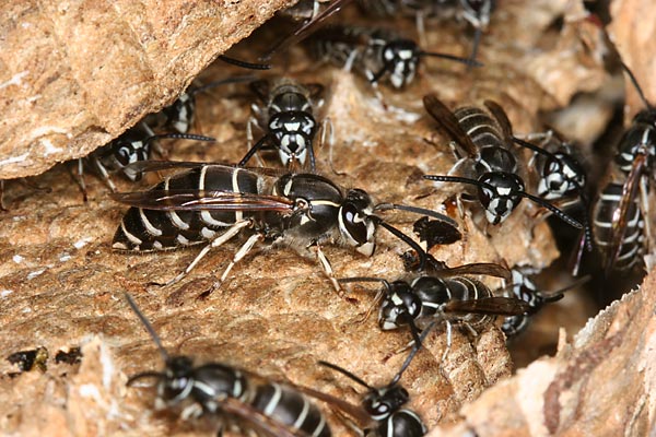 クロスズメバチの新女王
