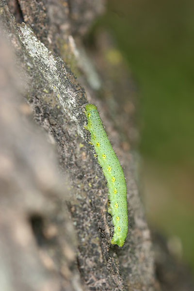 スジグロシロチョウの幼虫