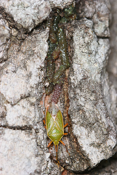 クヌギカメムシの産卵