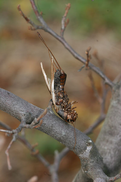 モズのはやにえ
