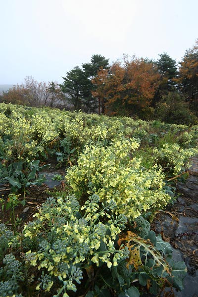 ブロッコリー畑にて