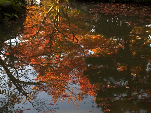 水に写った紅葉