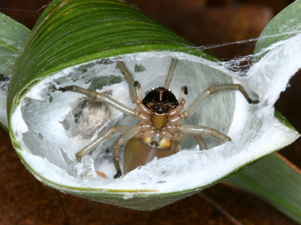 カバキコマチグモ