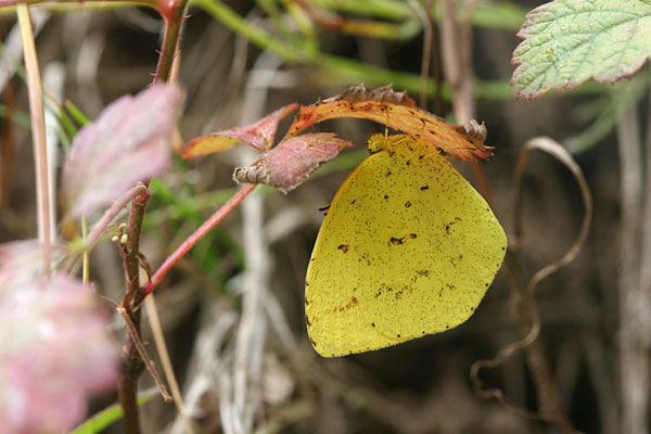 キチョウの越冬