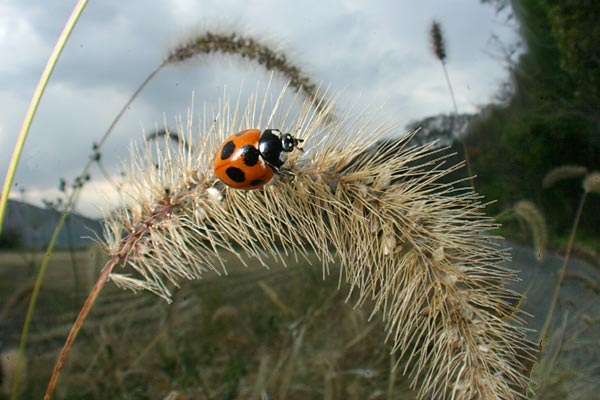 ナナホシテントウ