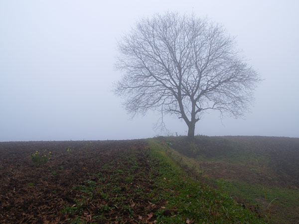 いつものクルミの木
