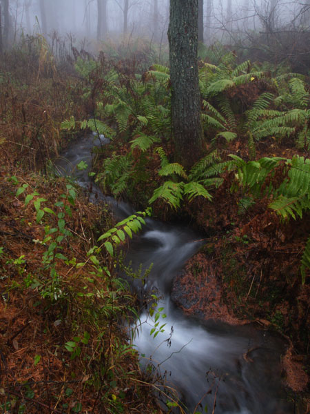 ヤマドリゼンマイ