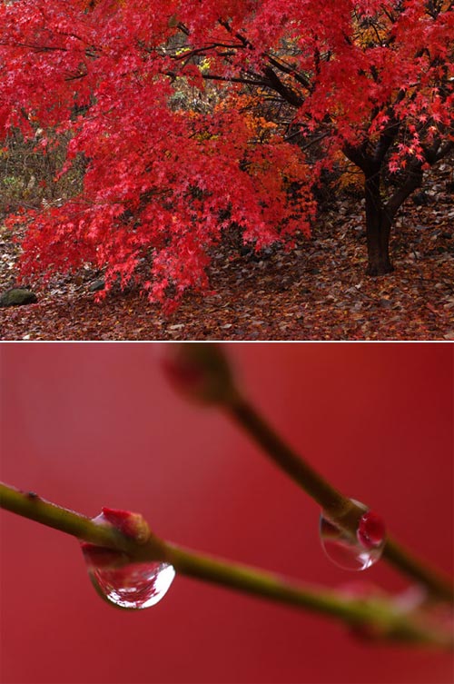 雨の日のカエデ