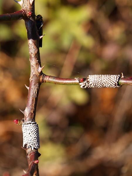 オビカレハの卵