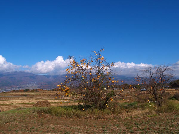 葉を落とした柿の木