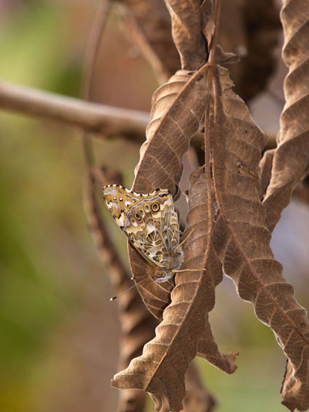 ヒメアカタテハの睡眠