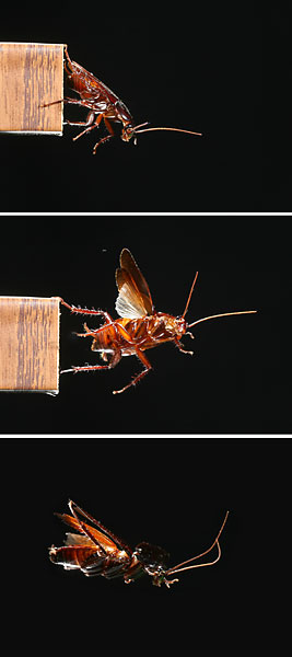 ゴキブリの飛翔