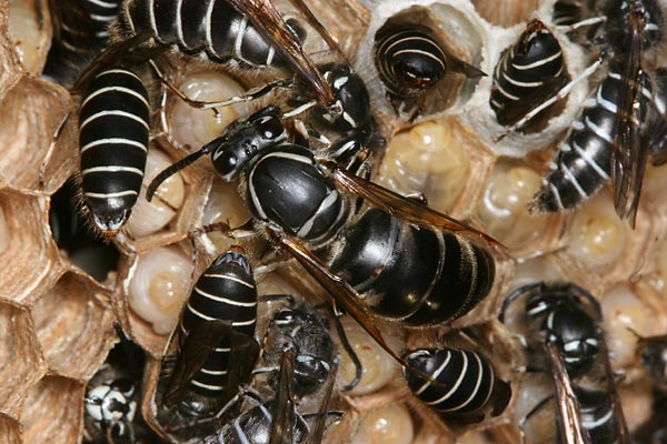 クロスズメバチの女王