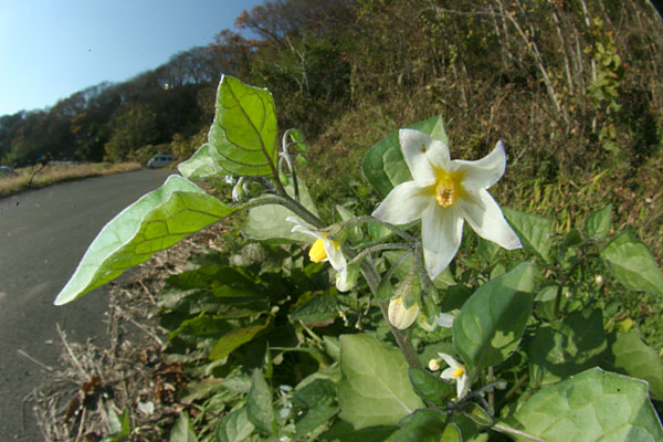 アメリカイヌホウズキ