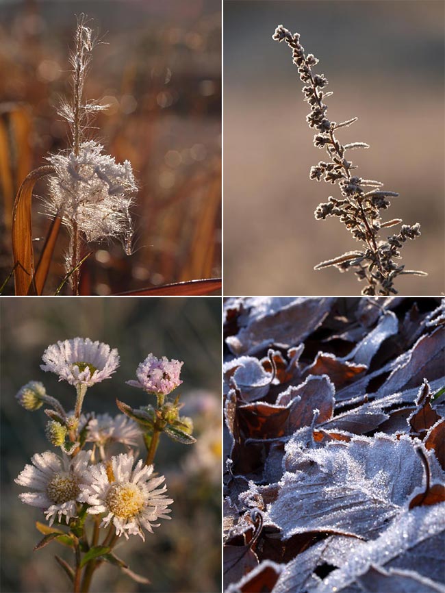 霜の付いた植物