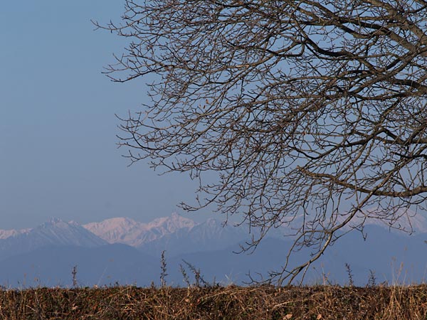いつものクルミの木