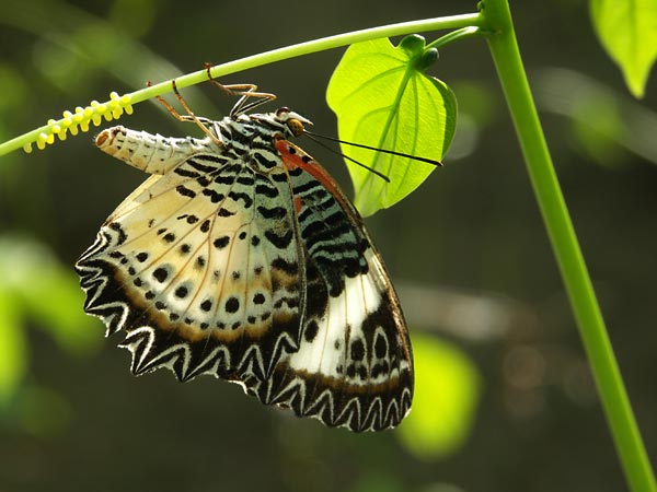 ハレギチョウの産卵