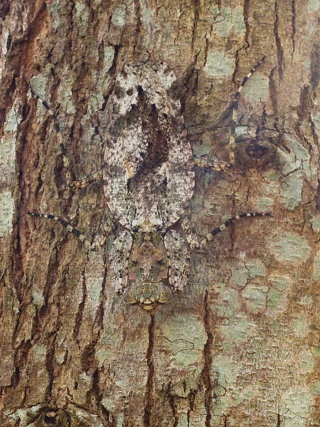 キノハダカマキリ