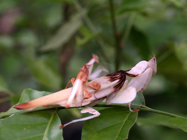 ハナカマキリの求愛