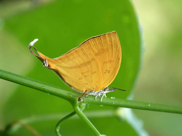 アリを利用するシジミ