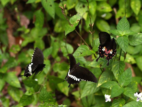 シロオビアゲハの求愛