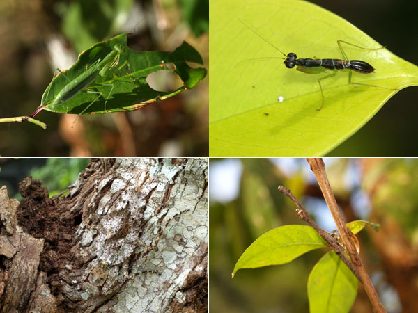 アリに似たカマキリ