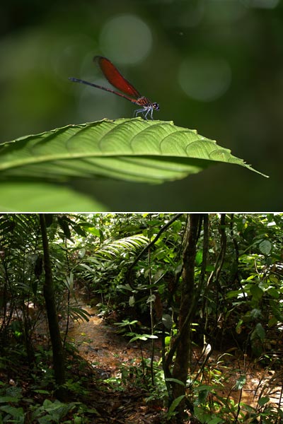 ジャングルの中の小さな流れ
