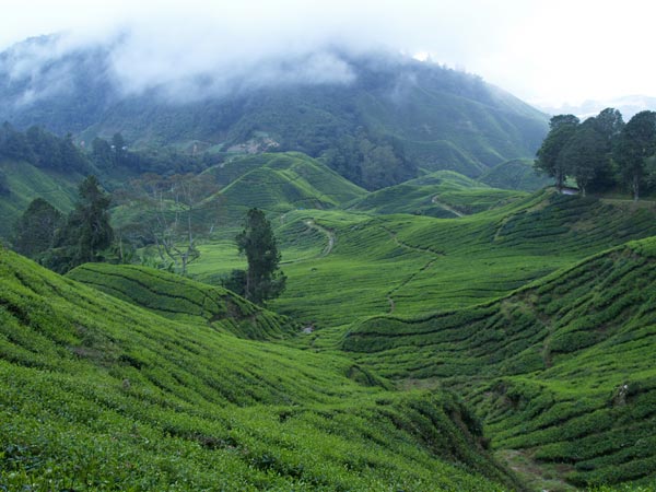 茶畑