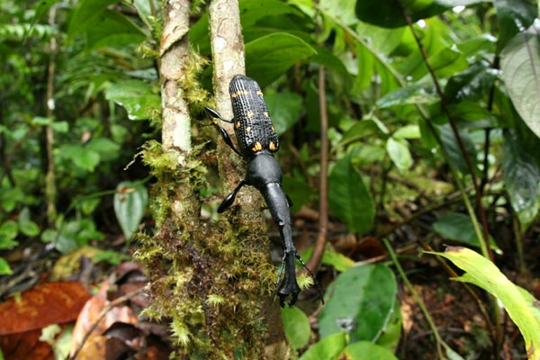 オオサマミツギリゾウムシ