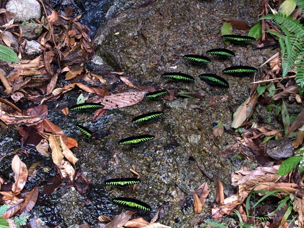アカエリトリバネアゲハ