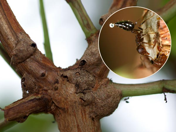 シリアゲアリと植物