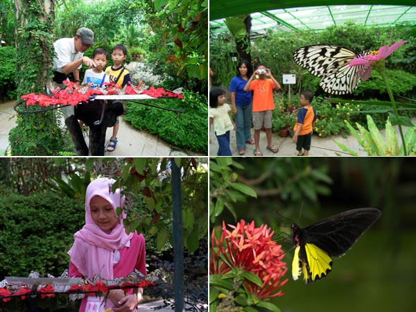 バタフライファーム