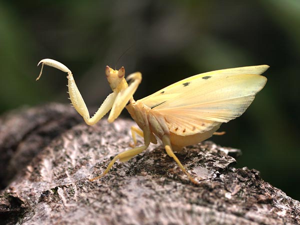ヒメハナカマキリ