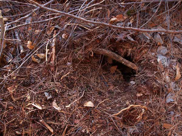 クロスズメバチの巣穴