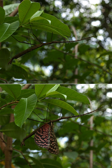 タミリストビナナフシの威嚇