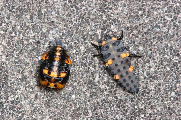 ナナホシテントウの幼虫と蛹