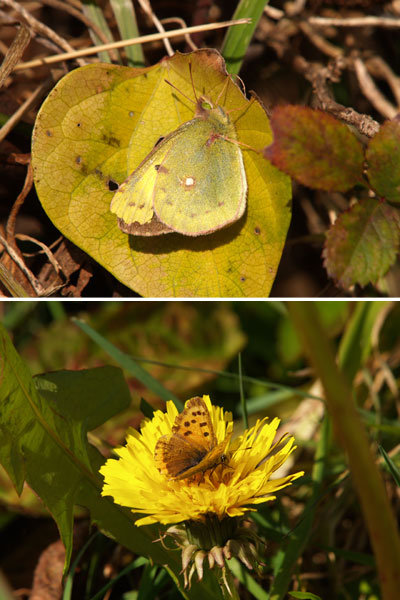 モンキチョウとベニシジミ