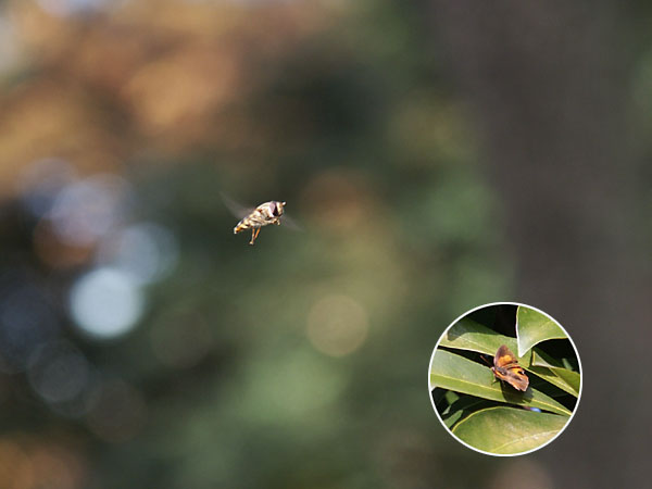 ヒラタアブとウラギンシジミ