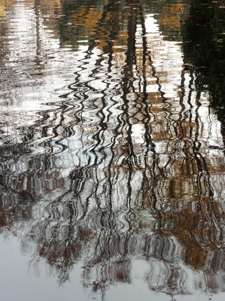 水に映るケヤキ