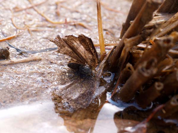 ウラギンシジミの死