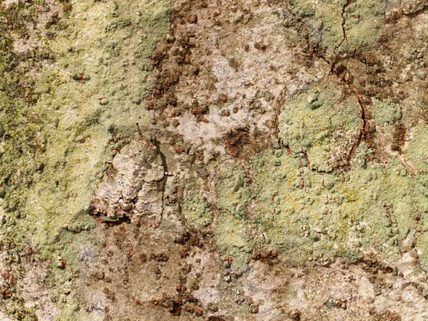 かくれんぼ上手のキノカワガ